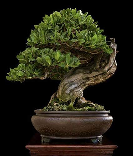 buttonwood bonsai tree for sale Conocarpus button Wood Live Plant With Polybag for Bonsai Trainning To – GreenParadiseLive