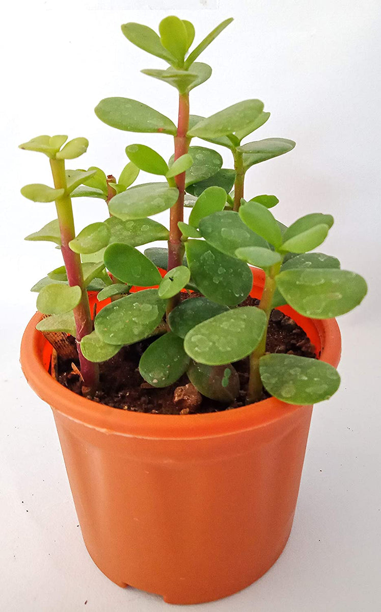 jade plant in kannada Crassula ovata Jade Plant Money Plant Live And Healthy Plant For Indoo – GreenParadiseLive