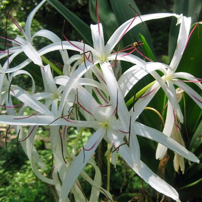 GREEN PARADISE® Sudarshan Lily CrinumAsiaticum Lily Fragrant flowering Lily plant Giant Lily ( 1 Plant )