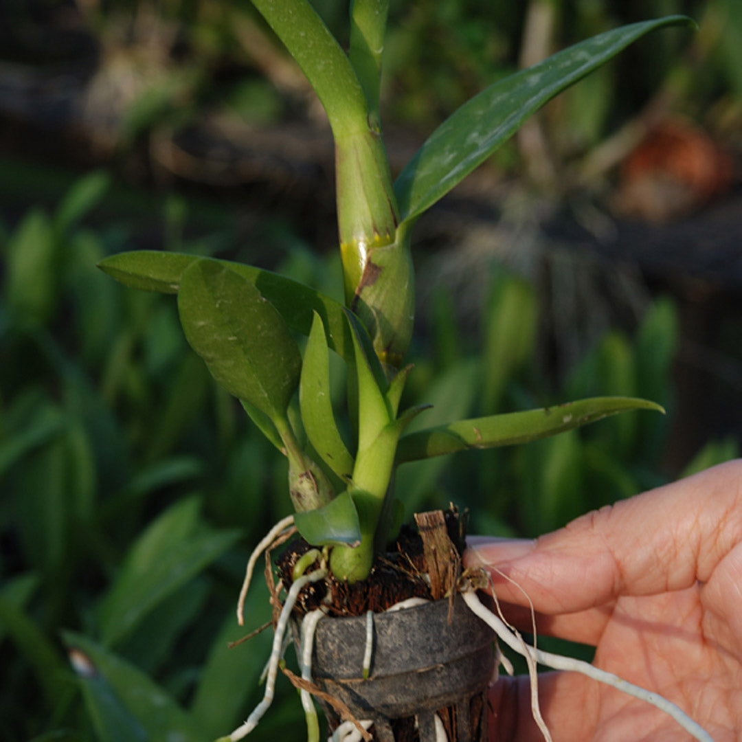 Dendrobium Small Seedlings Live Flowering Plant (Pack of 6)