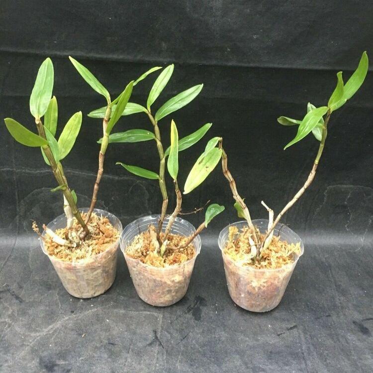 Dendrobium Small Seedlings Live Flowering Plant (Pack of 6)