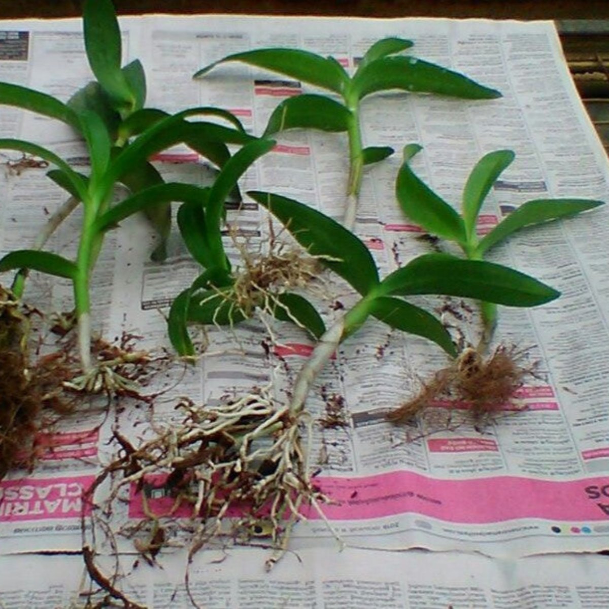 Dendrobium Small Seedlings Live Flowering Plant (Pack of 6)