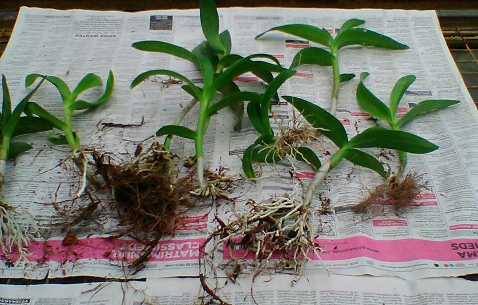 Dendrobium Small Seedlings Live Flowering Plant (Pack of 6)