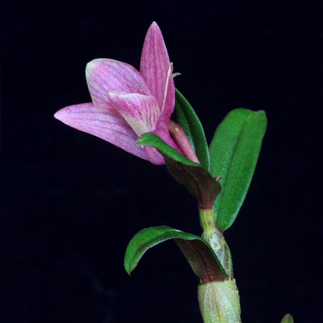 Dendrobium Small Seedlings Live Flowering Plant (Pack of 6)