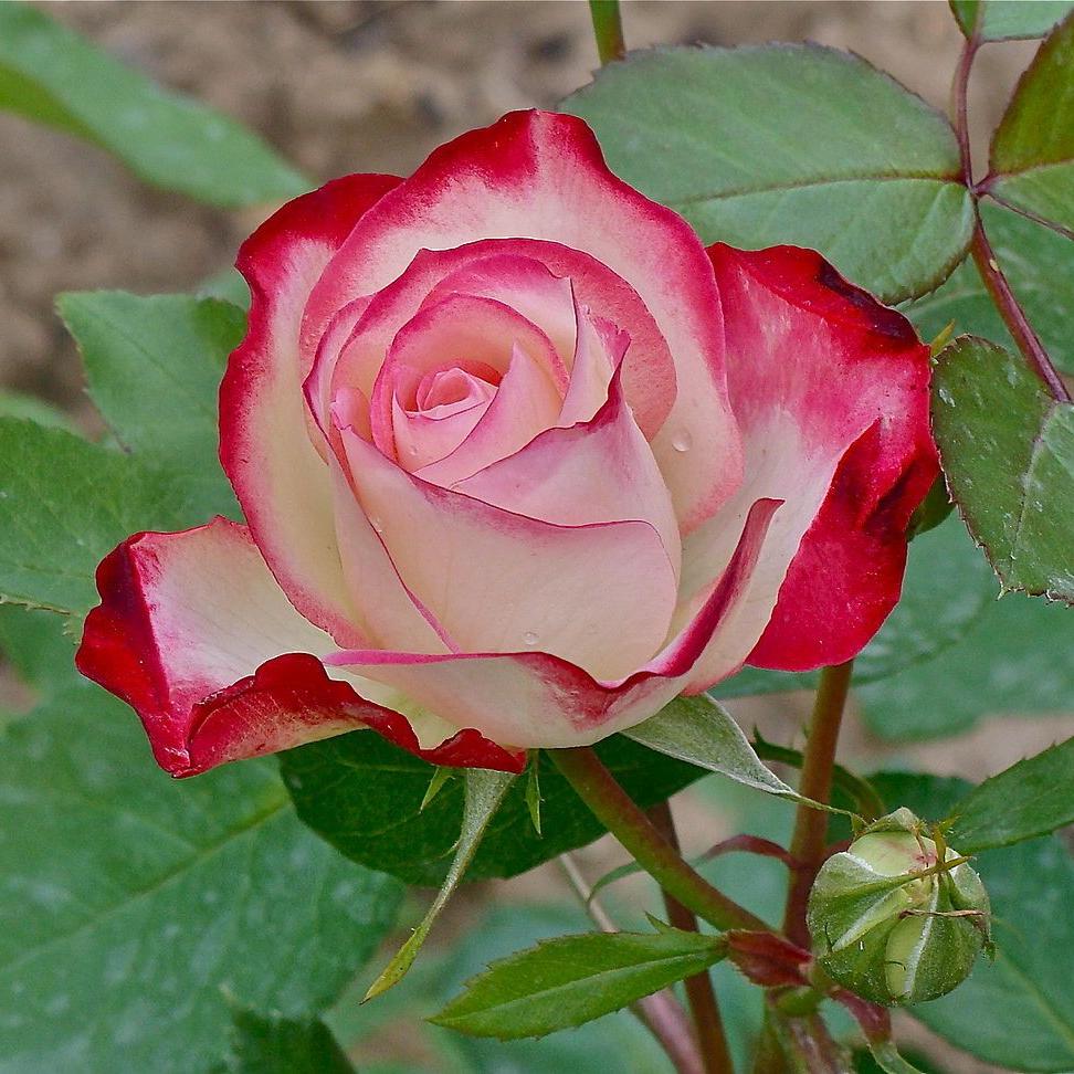 Double Delite Rose Plant