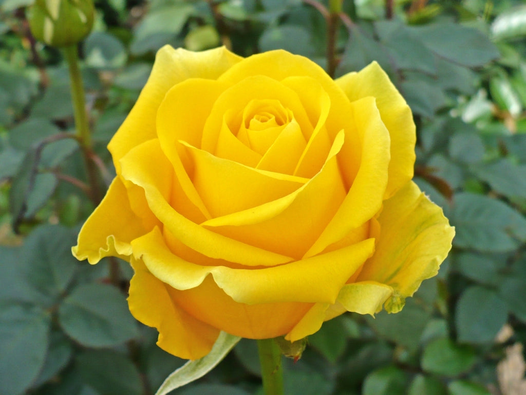 English Rose Plant (Yellow)