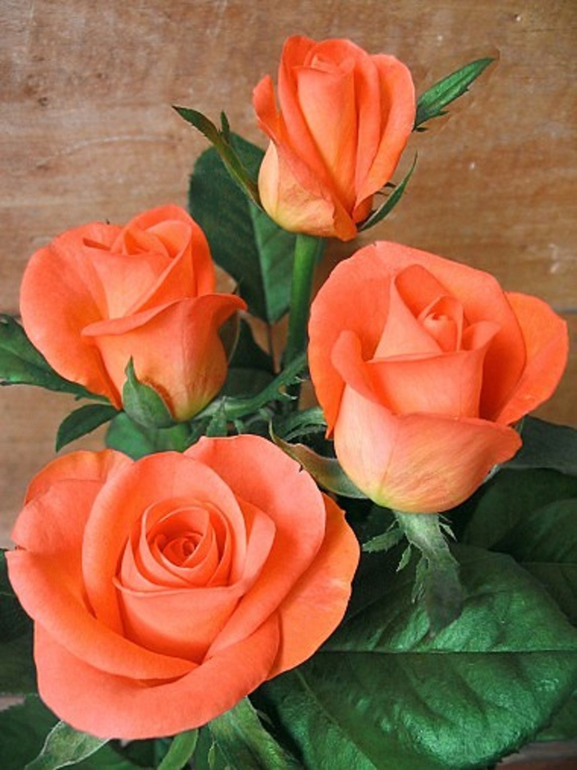 English Rose Plant (Orange)