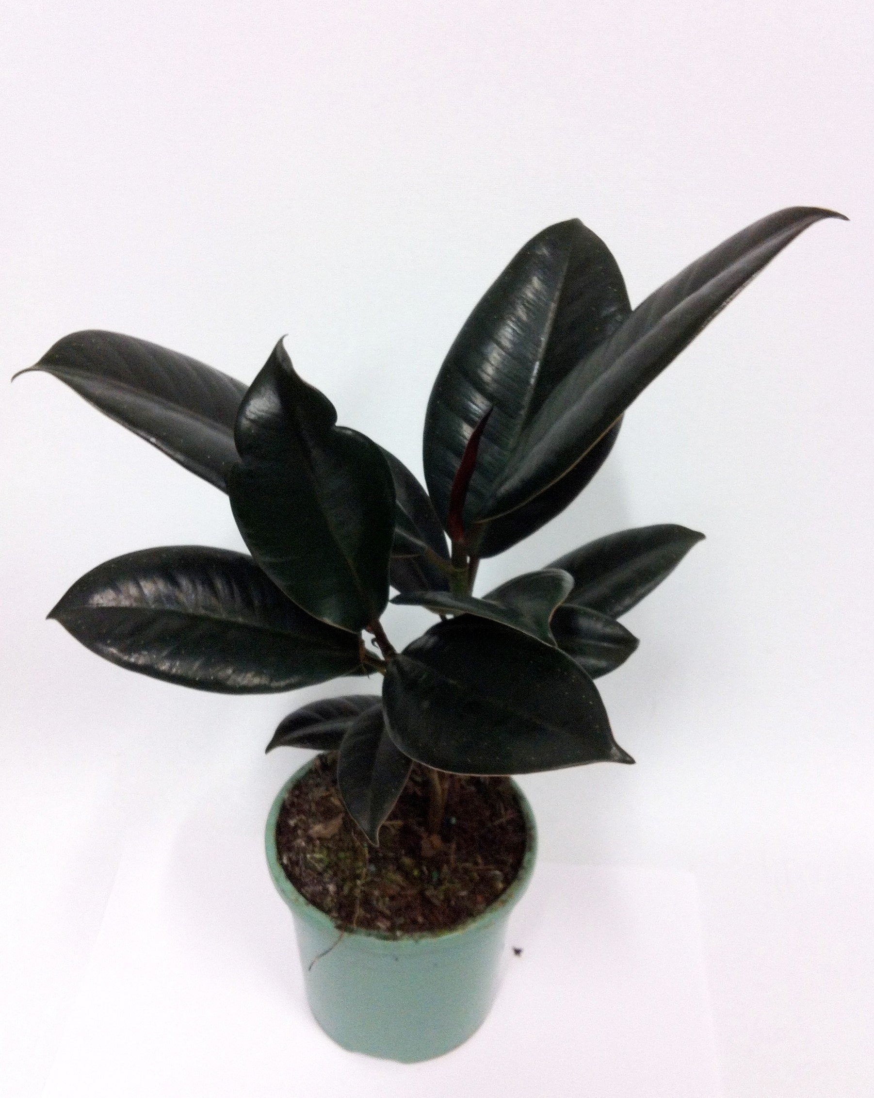 Live Indoor Air Purifying Black rubberplant with Pot