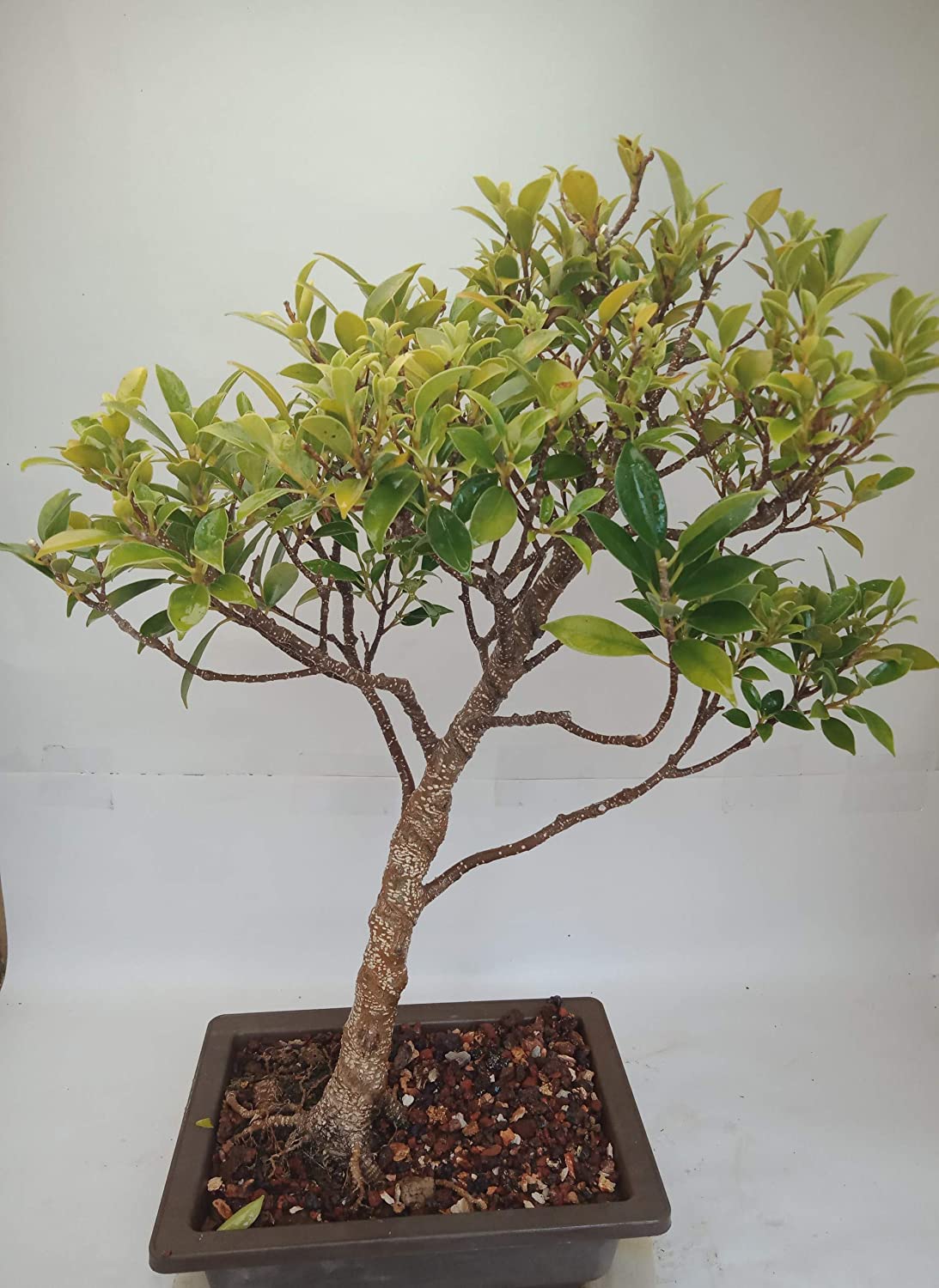 Bonsai Ficus Tiger Bark 4 years old Live Bonsai Plant