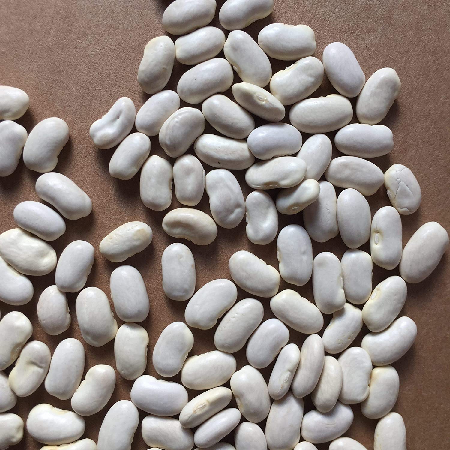 French Bean Seeds (Pack Of 10 Seeds)