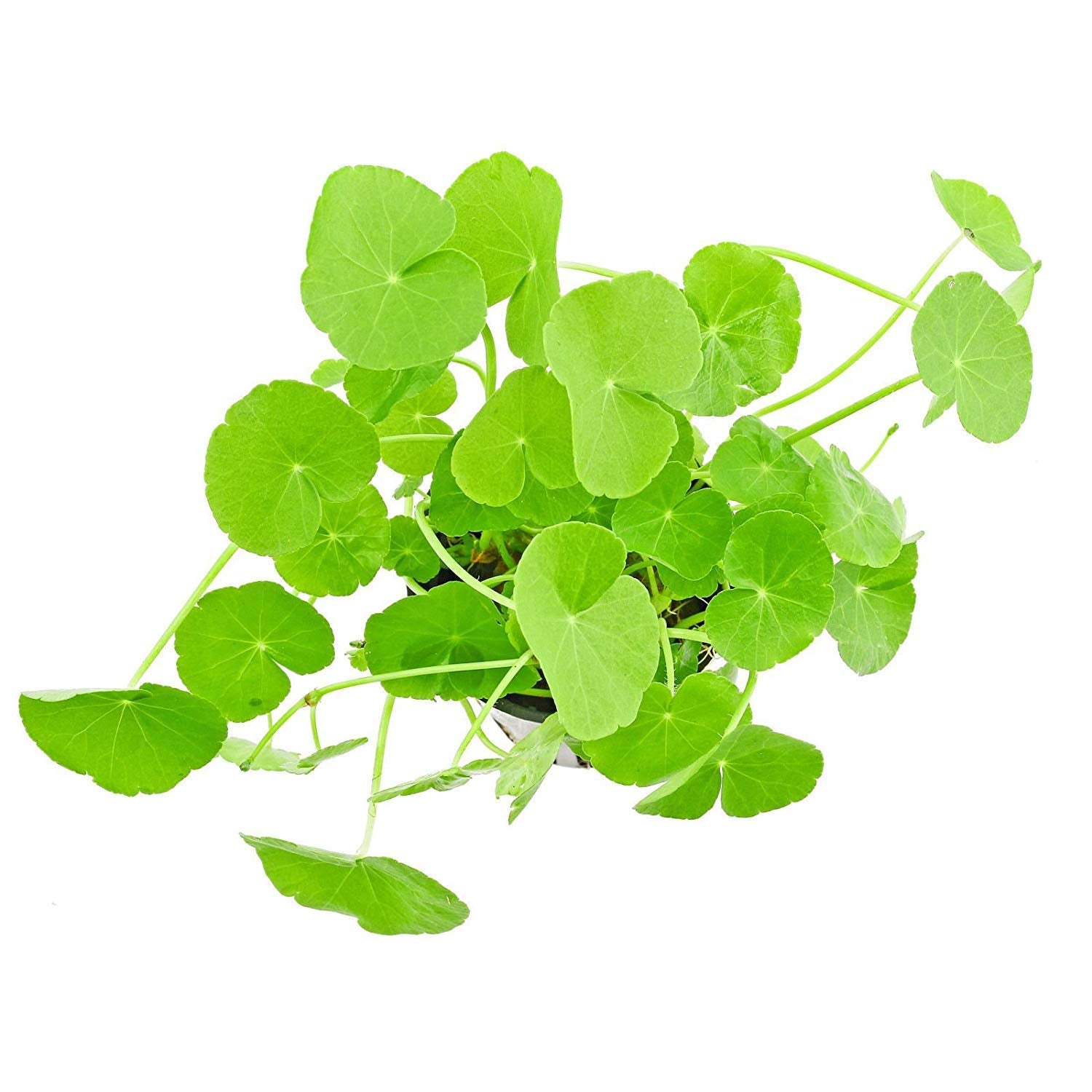 Hydrocotyle Brazilian Pennywort Aquarium Herbal Brahmi Live Plants (Green)