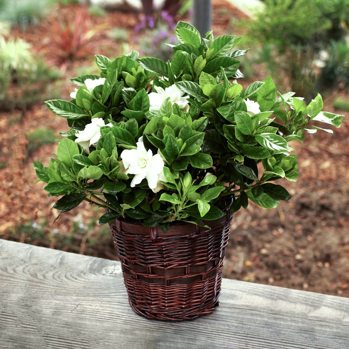 Gardenia Flowering Plant