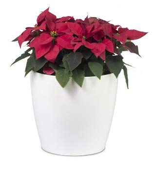 Glossy hi-quality virgin Plastic Pots mix color(pack of 3) (14 cm)