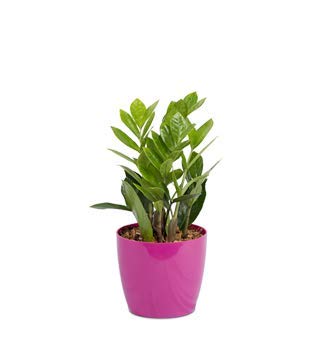 Glossy hi-quality virgin Plastic Pots mix color(pack of 3) (14 cm)