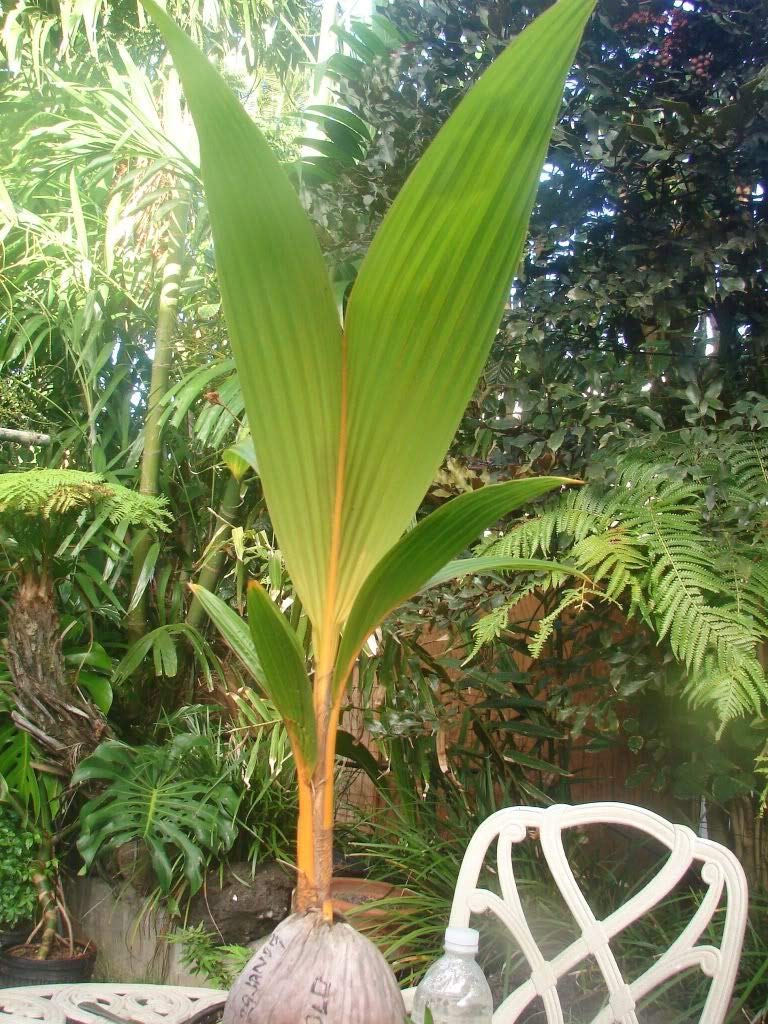Golden Coconut Hybrid Malay Dwarf Orange Coconut Live Seedling Plant