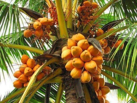 Golden Coconut Hybrid Malay Dwarf Orange Coconut Live Seedling Plant