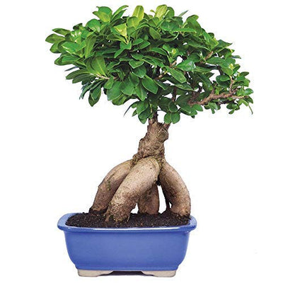 Ficus Bonsai Tree Ficus ginseng Grafted Bonsai Tree With Ceramic Bonsai Pot