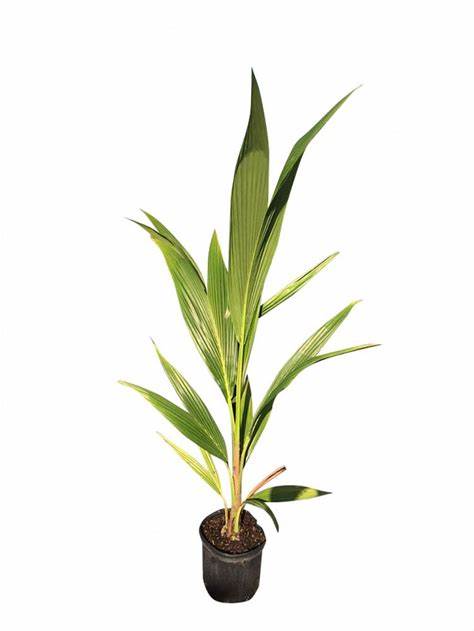 Green Paradise Dwarf Variety Green Coconut Plant