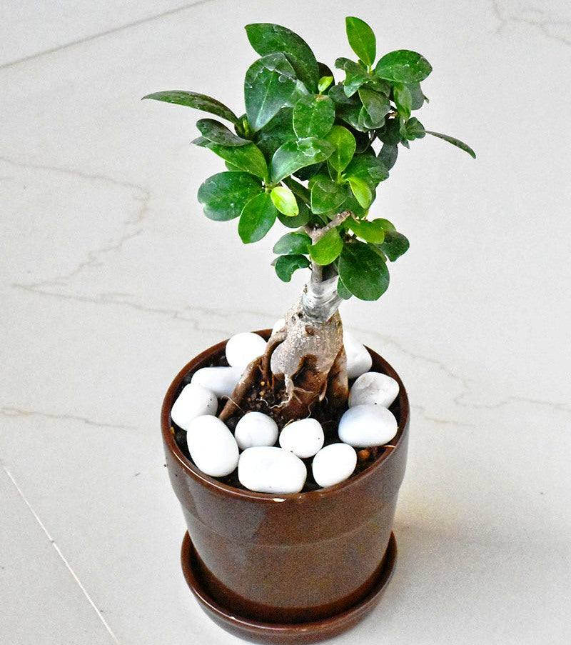 grafted ficus bonsai tree Beautiful Live Grafted Ficus Bonsai Tree – GreenParadiseLive