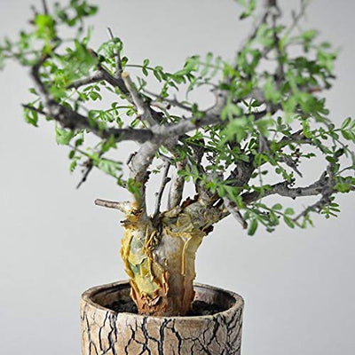 Gugal Tree commiphora wightii Gugal Bonsai Suitable Live Sapling Plant