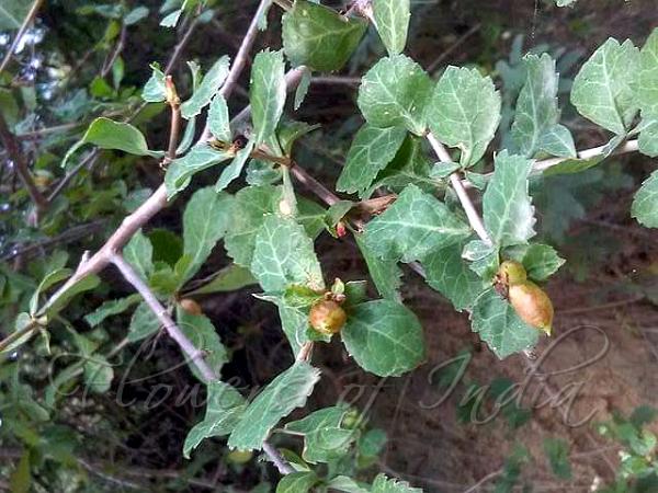 The Guggul plant