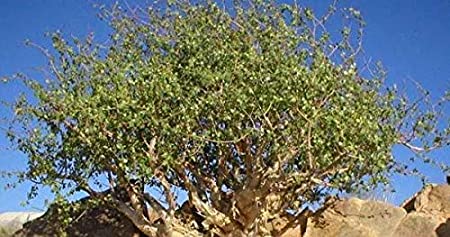 Live Guggul Commiphora Wightii Healthy Plant