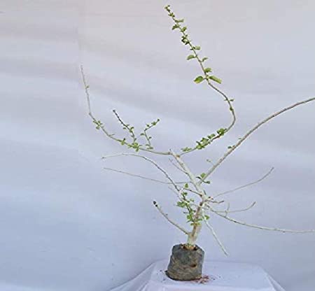 Live Guggul Commiphora Wightii Healthy Plant