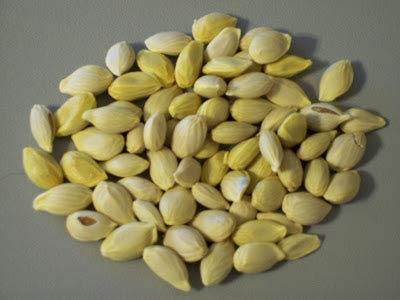 Healthy Lemon Seeds