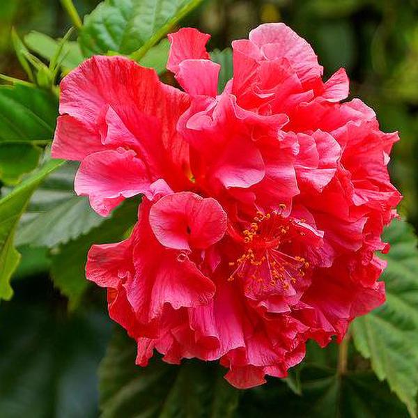 Green Paradise Red Hibiscus Double Petals (Fireball)