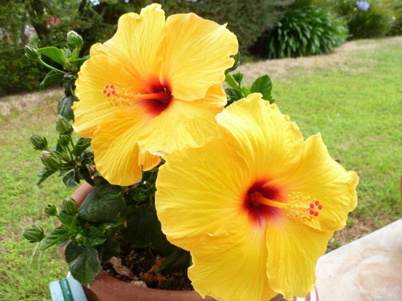 Hibiscuss yellow Dwarf
