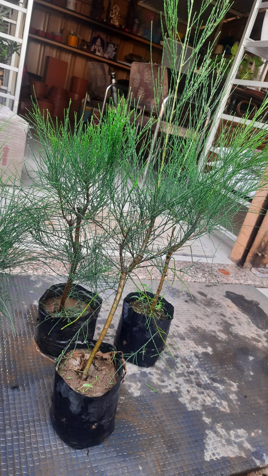 Casuarina Live Small Sapling Plant for Bonsai and Topiary 30 cm Sapling Healthy Live Plant