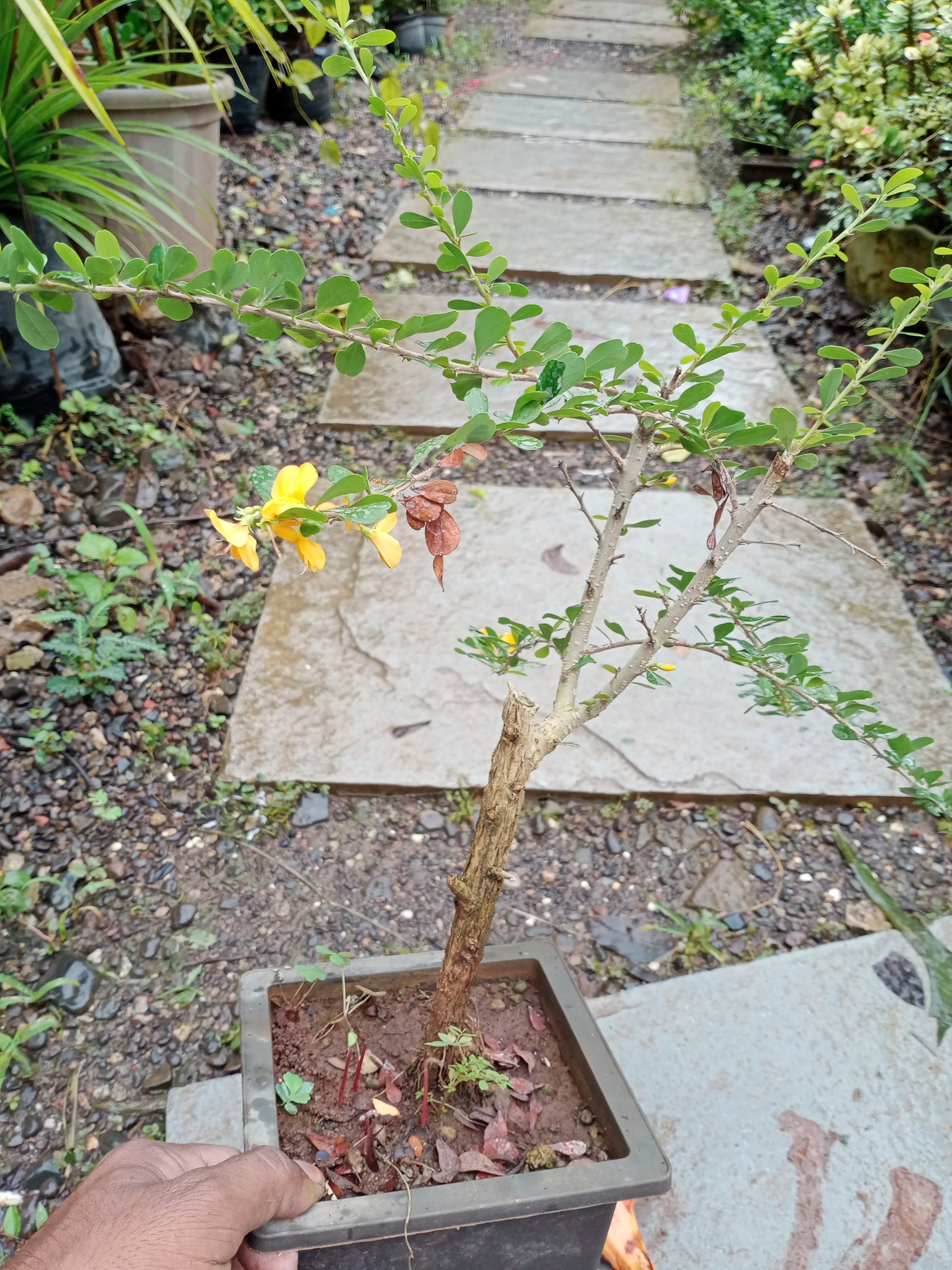 Yellow Braya Pre Bonsai Sapling Live Plant
