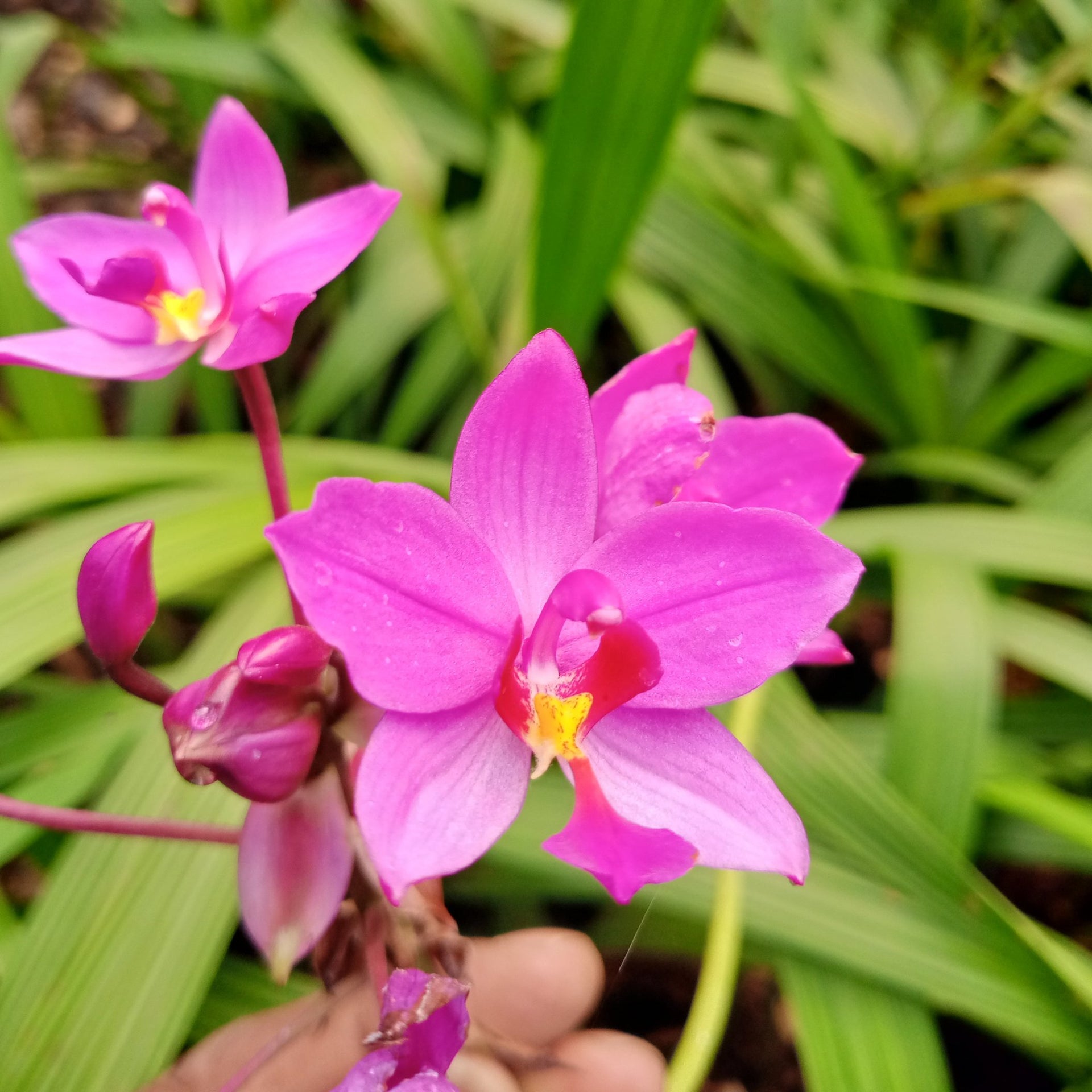 Purple Ground Orchid Bletilla purple Flowering Plant