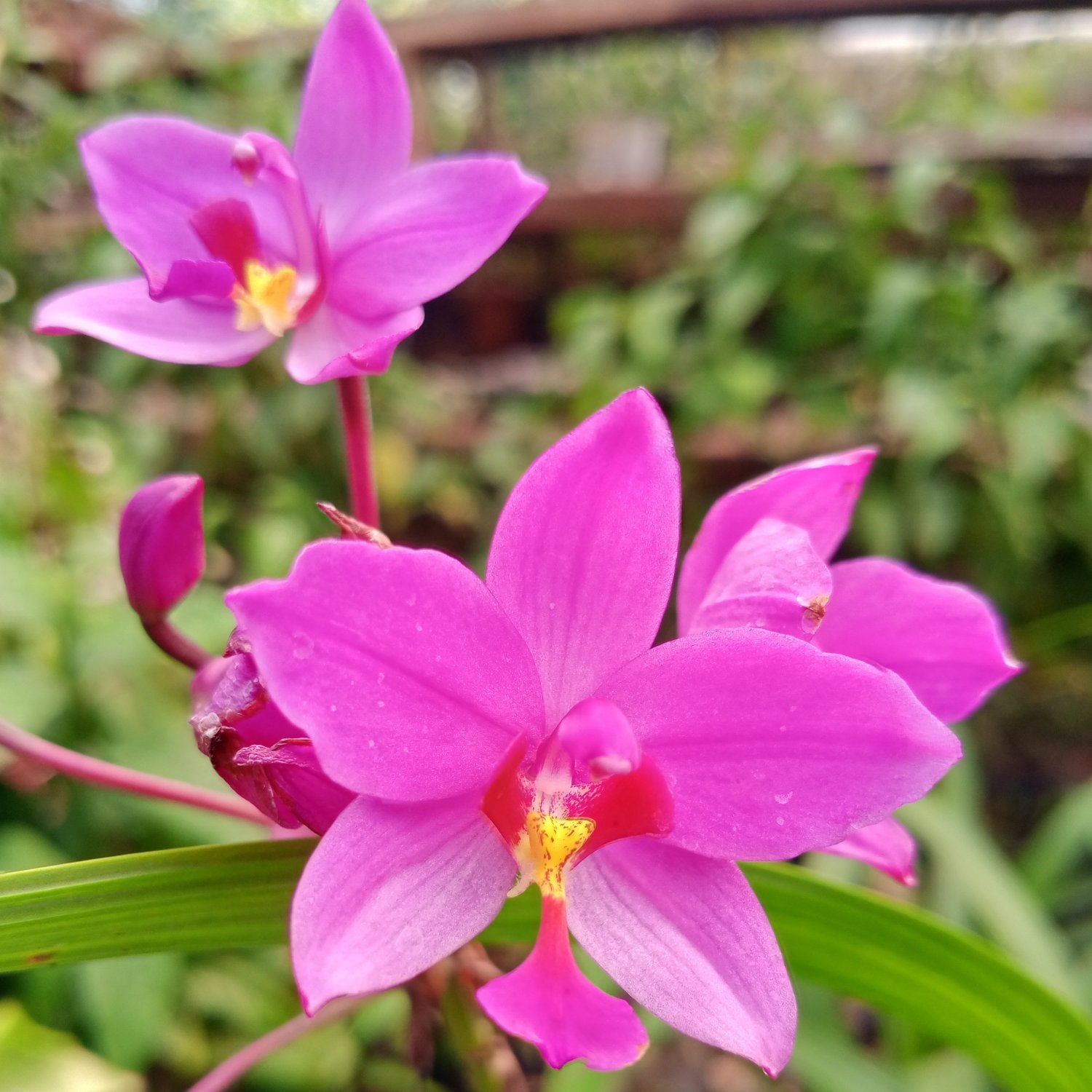 Purple Ground Orchid Bletilla purple Flowering Plant