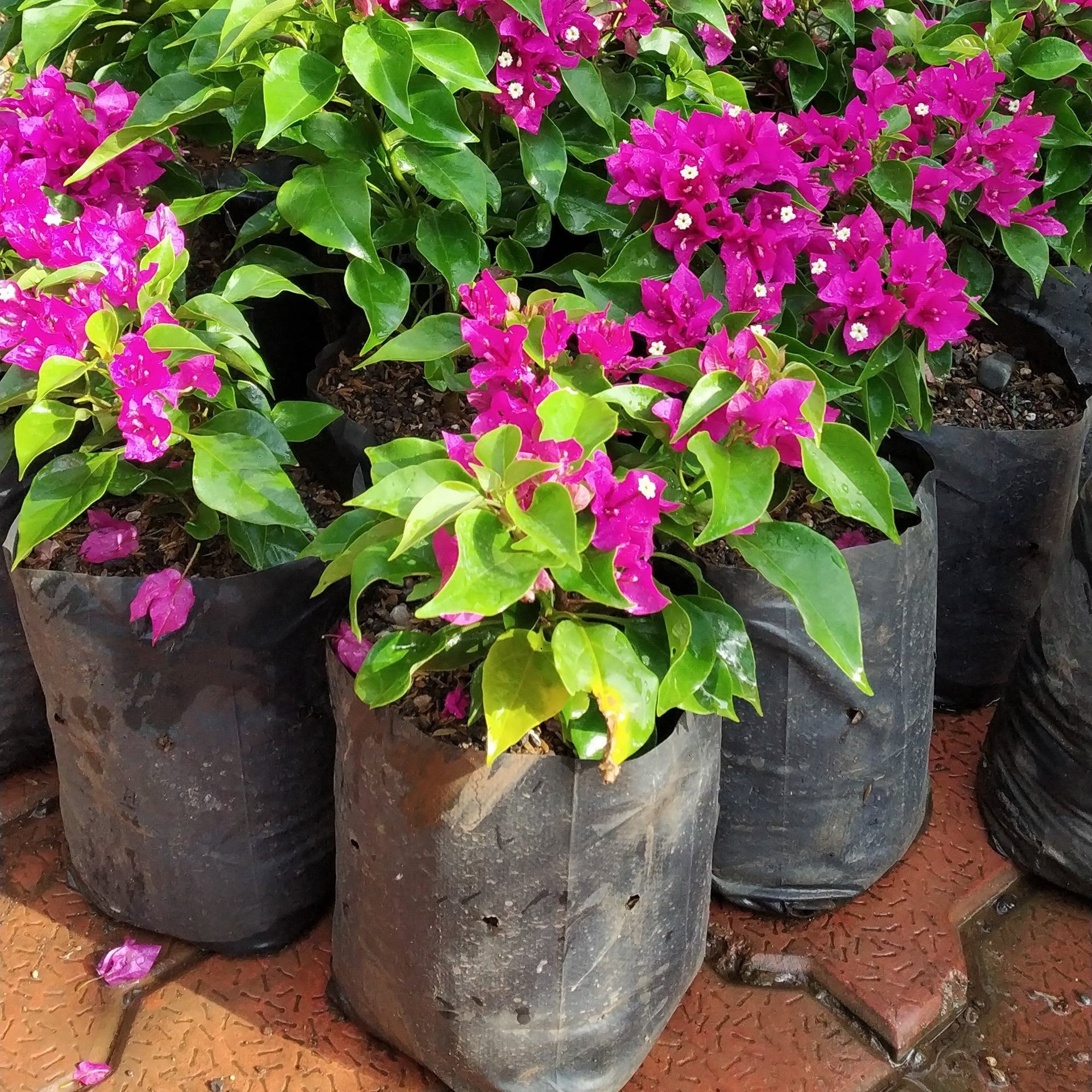 Bougainvillea New Torch GLory Dark Pink
