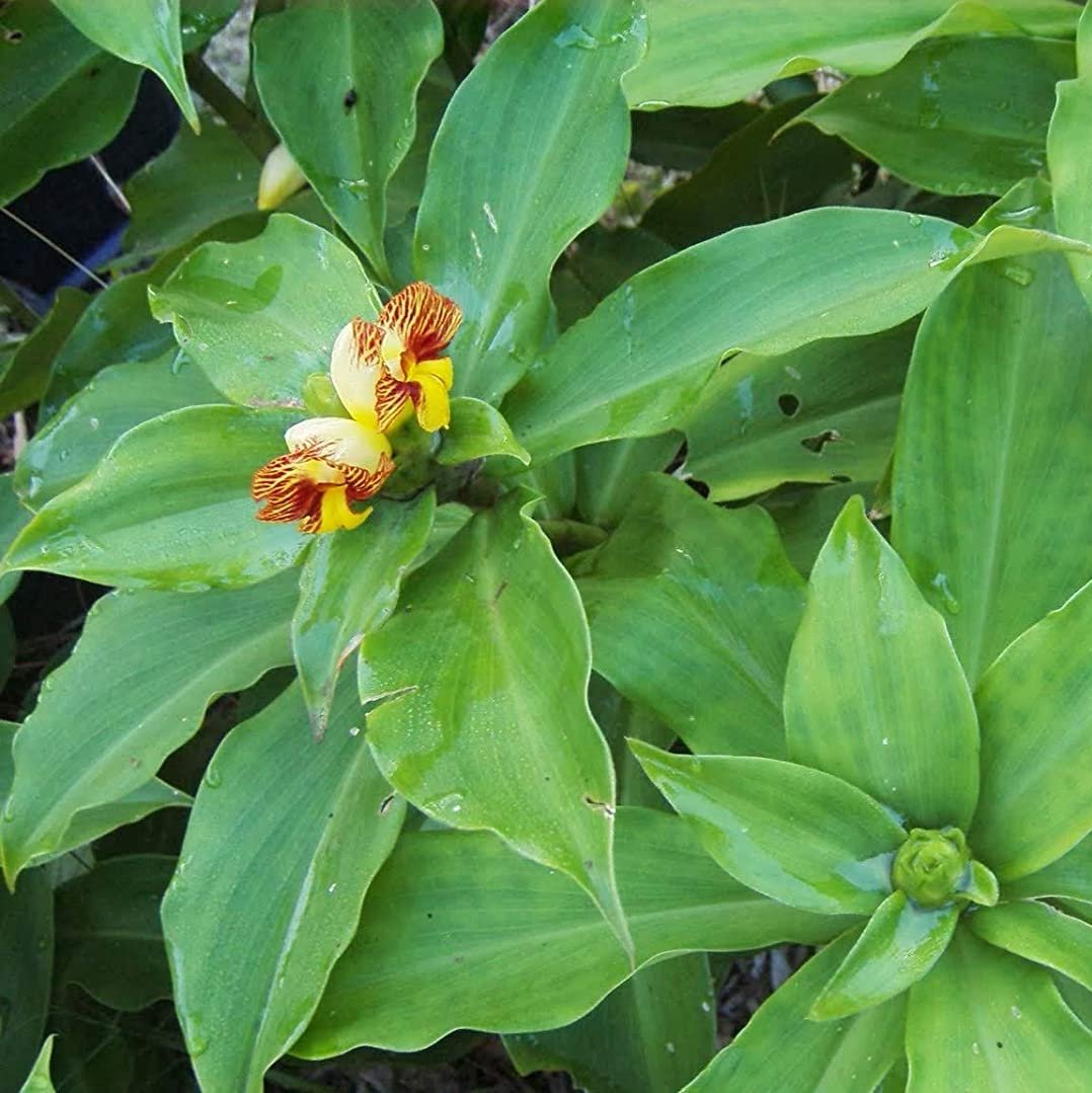 costus igneus plant seeds Insulin Live Plant – GreenParadiseLive