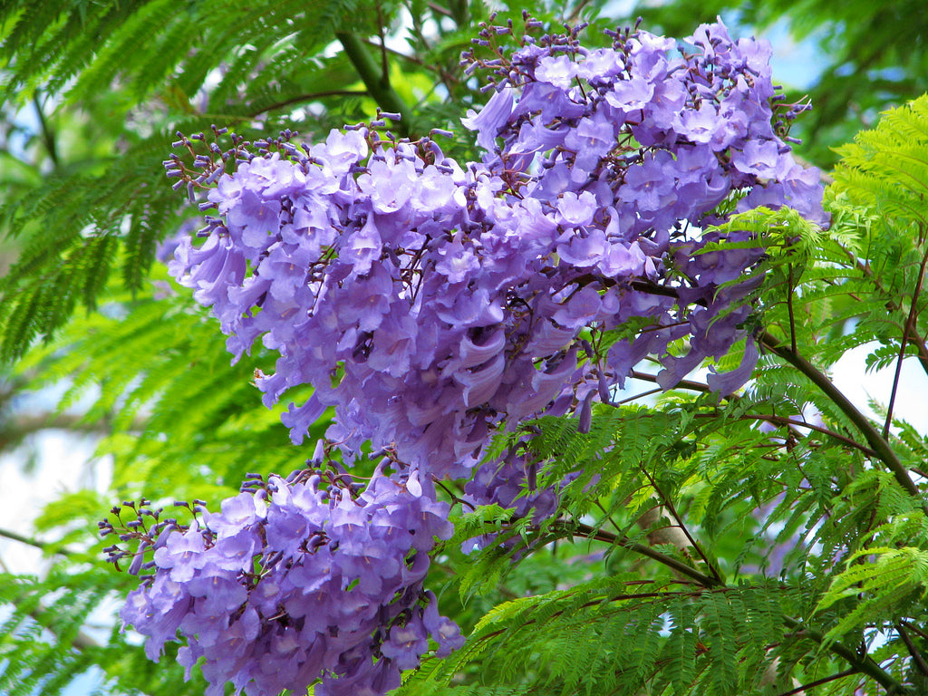 GREEN PARADISE® blue jacaranda tree F1 Quality seeds Pack Jacaranda mimosifolia Blue Shower Tree seeds Ornamental flowering tree seeds with free growing media (pack of 50 seeds)