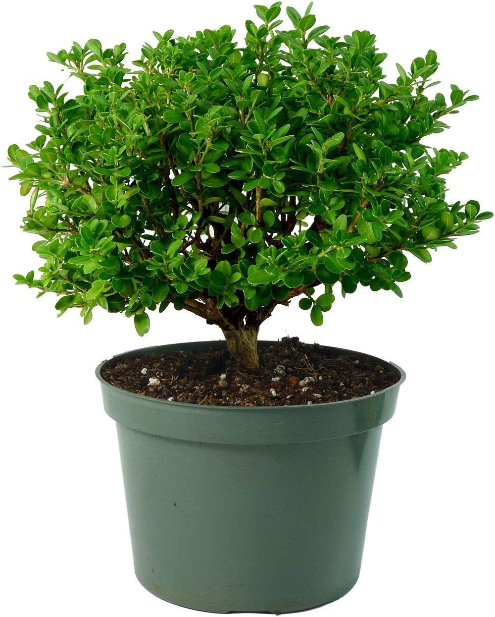 Japanese Boxwood (Buxus microphylla japonica) boxwood bonsai suitable tree (Live Plant) with pot