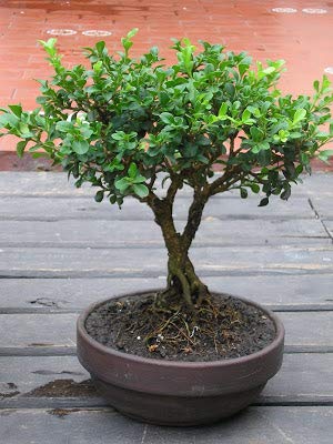 Japanese Boxwood (Buxus microphylla japonica) boxwood bonsai suitable tree (Live Plant) with pot