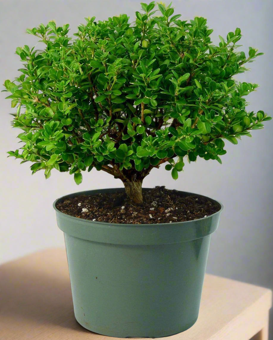 Japanese Boxwood (Buxus microphylla japonica) boxwood bonsai