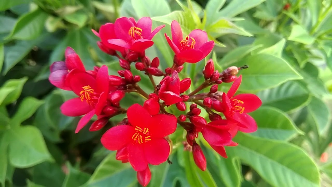 Jatropha Live Plant