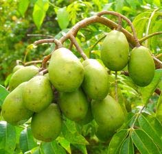 Live June Plum Plant Suitable For Bonsai