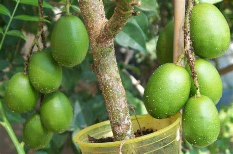 Live June Plum Plant Suitable For Bonsai