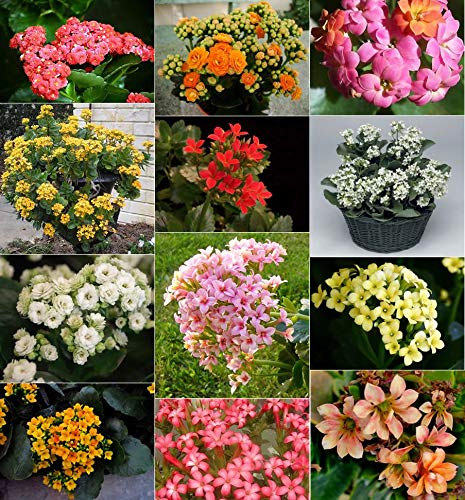Kalanchoe plant set of 3 plants In Random Colors with 3'' Pots