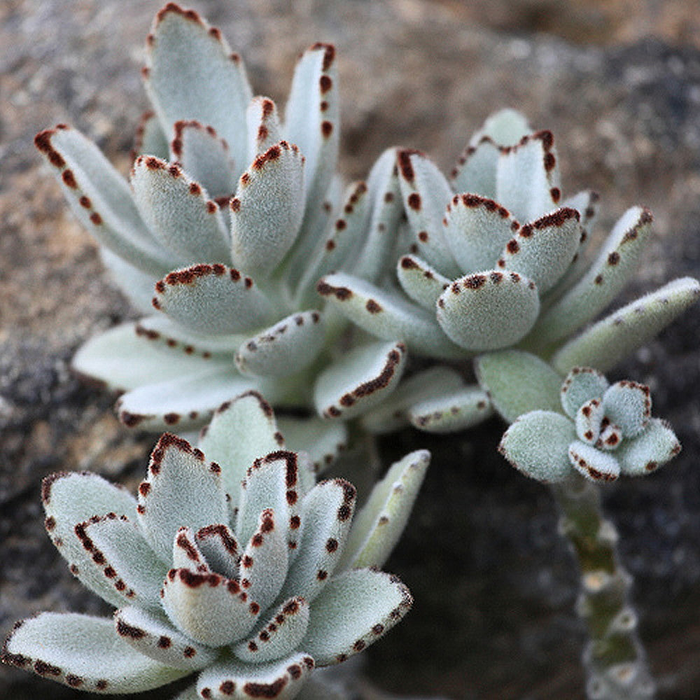Kalanchoe Tomentosa Succulent Panda Paw Live Plant With Pot