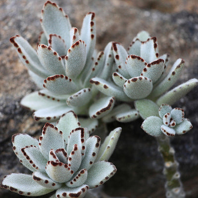 Kalanchoe Tomentosa Succulent Panda Paw Live Plant With Pot