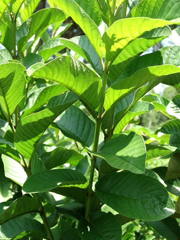 L-49 Guava Plant