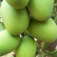 Exclusive Langra Mango Live Plant-Green Paradise Live