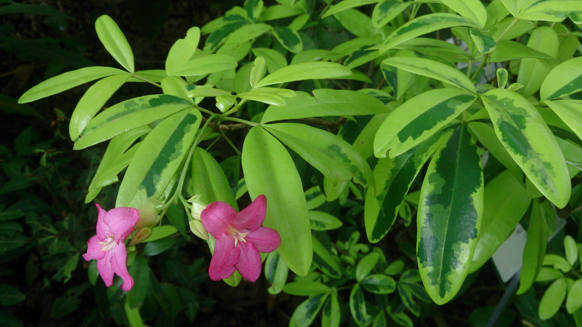 Green Paradise lemonia spectabilis varigated bonsai tree