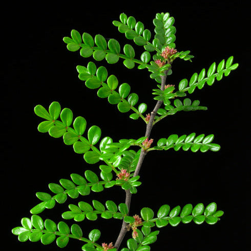 Korean Pepper Lero Lero Pre Bonsai Mature Sapling Plant for Bonsai in a Poly Bag